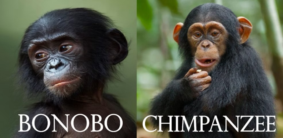 chimpanzees（黑猩猩）和 bonobos（倭黑猩猩）
